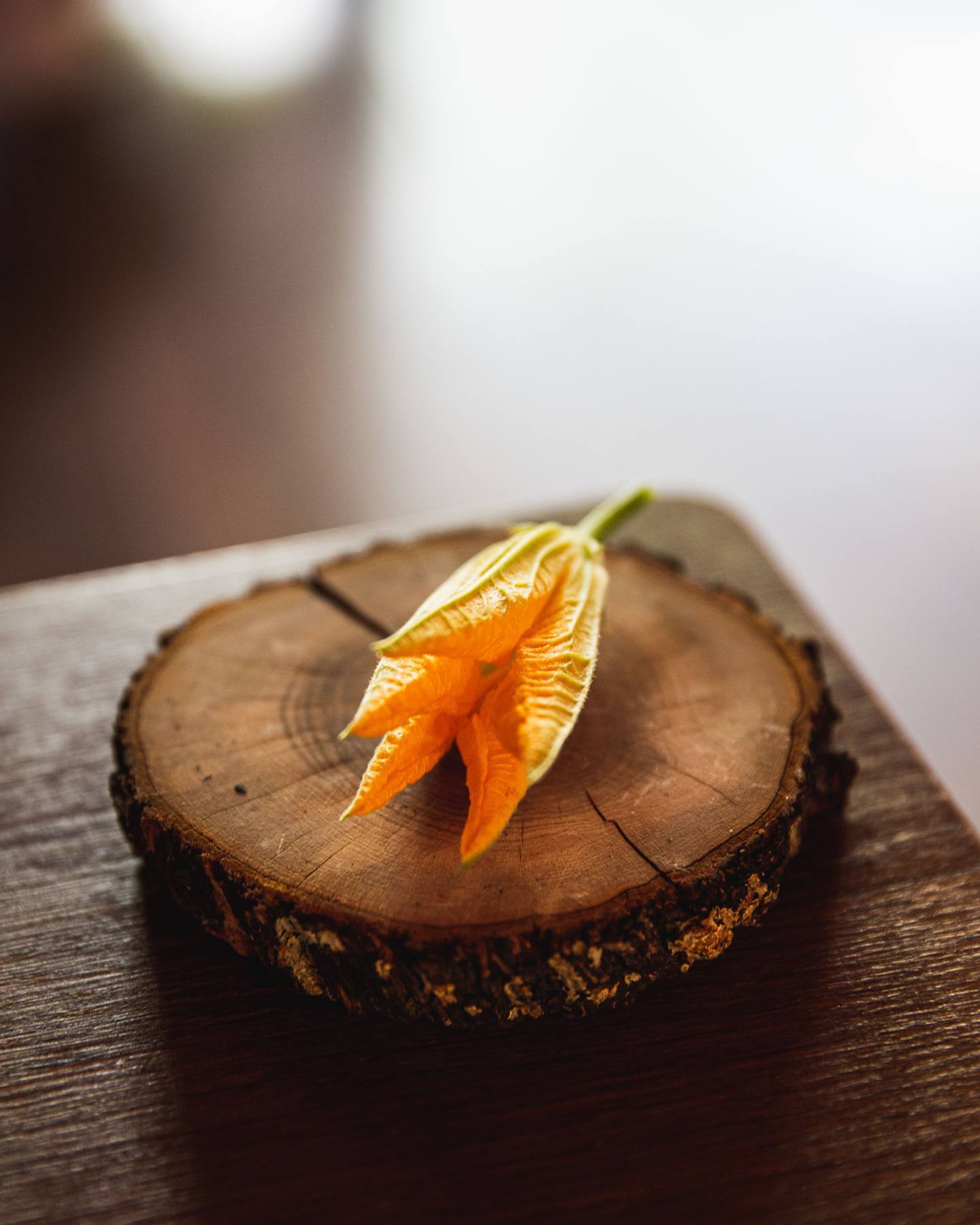 Fleur de courgette
