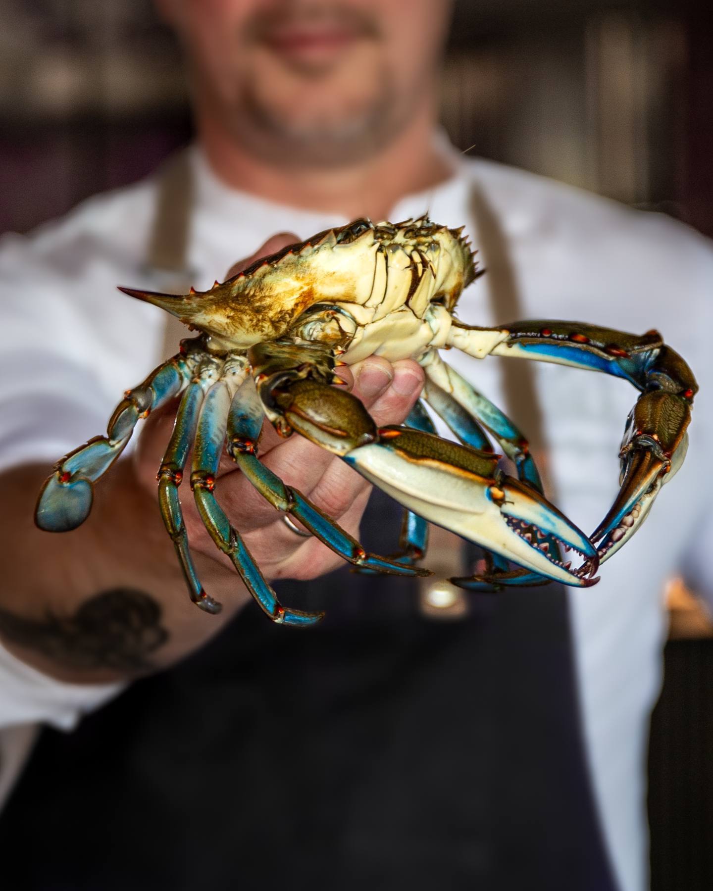 Crabe bleu, terreur des lagunes