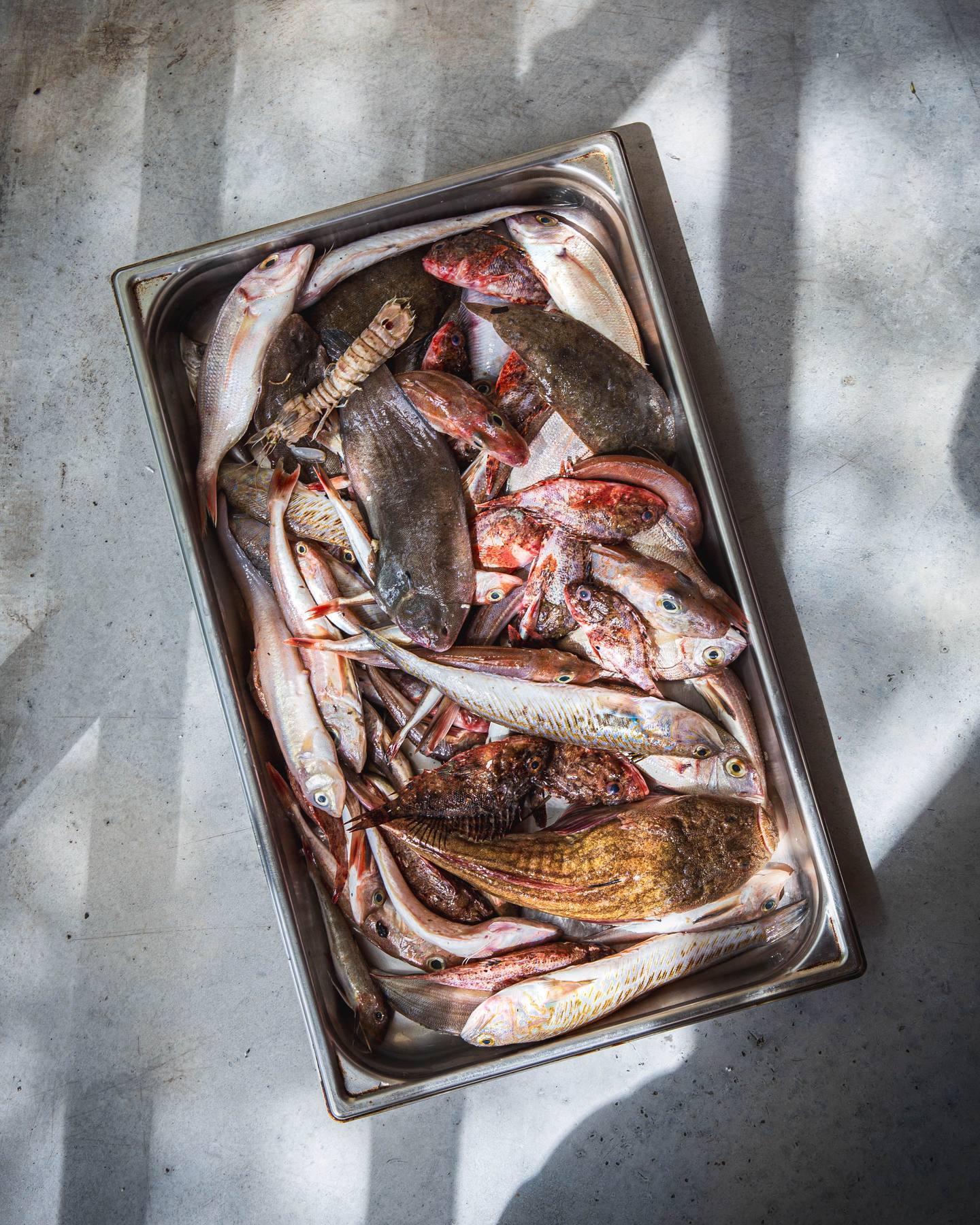 Poissons de roche